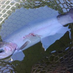 久しぶりの大安トラウトレイク